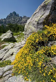Gorse: France, Corsica. Corsican gorse (Genista