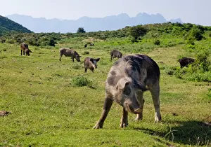 Omnivore: France, Corsica. Free range pigs foraging
