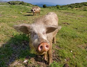 Smith: France, Corsica. Free range pigs foraging