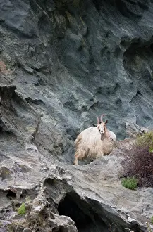 Corse: France, Corsica. Goat on steep cliffs on