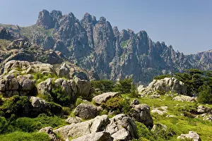 Gorse: France, Corsica. Granite boulders, gorse