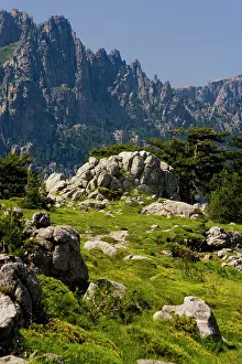 Gorse: France, Corsica. Granite boulders, gorse
