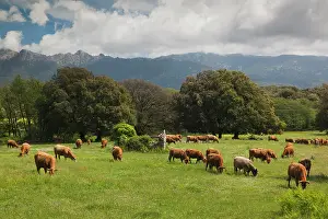 Corse: France, Corsica, La Alta Rocca, Levie, cattle