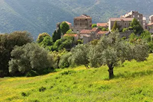 Sainte: France, Corsica, La Alta Rocca, Ste-Lucie