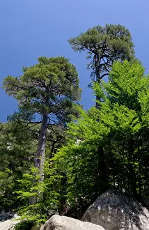 Smith: France, Corsica. Larecio pine trees (Pinus