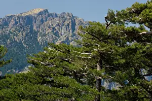 Smith: France, Corsica. Laricio pines (Pinus laricio)