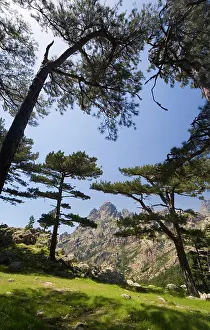 Pines: France, Corsica. Laricio pines (Pinus larico)