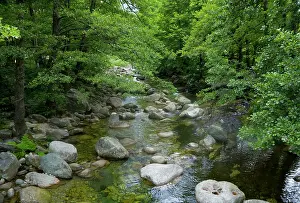 Smith: France, Corsica. Stream and forest at mouth