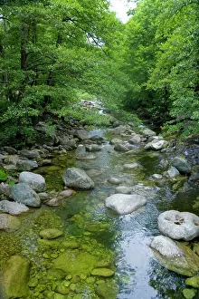 Smith: France, Corsica. Stream and forest at mouth