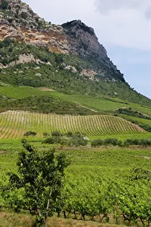 Bucolic: France, Corsica. Vinyards on hillside on