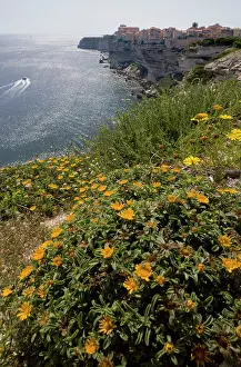 Bonifacio: France, Corsica. Wildflowers at top of sea
