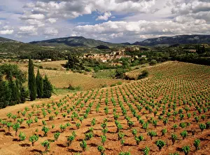 Barnes: France, Darban-Corbieres, Aude, Languedoc