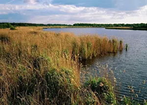 Reedbeds: France - Domaine de Cherine Reserve