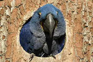 Zoological: France, Doue La Fontaine zoo, Hyacinth Macaw (Anodorhynchus