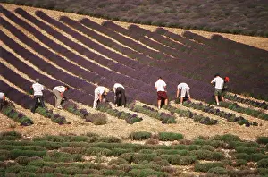 Foreground: France, Drome, People harvesting lavender