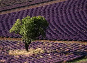 Barnes: France, Drome, Provence-Alpes-Cote d'Azur