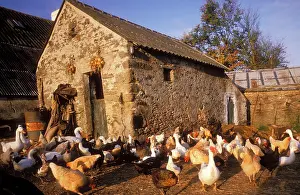 Farmyards: France - Farmyard with chickens