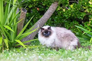 Partie: France, Finistere, Chat domestique, Pas de race