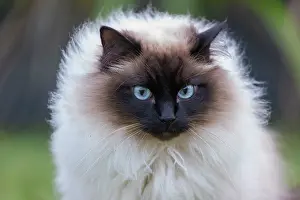 Partie: France, Finistere, Chat domestique, Pas de race