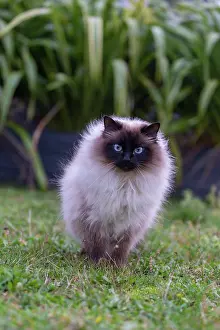 Partie: France, Finistere, Chat domestique, Pas de race