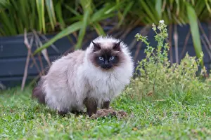 Partie: France, Finistere, Chat domestique, Pas de race