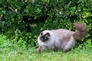 Partie: France, Finistere, Chat domestique, Pas de race