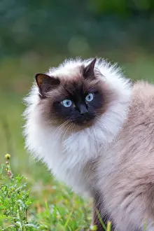 Race: France, Finistere, Chat domestique, Pas de race