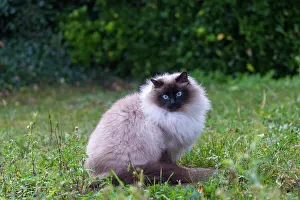 Race: France, Finistere, Chat domestique, Pas de race