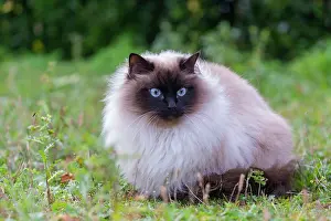 Race: France, Finistere, Chat domestique, Pas de race
