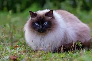 Race: France, Finistere, Chat domestique, Pas de race