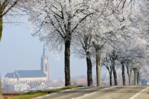 Avenues: France - frosted trees along road in Niedernai
