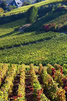 Vins: France, Haut-Rhin, Alsace Region, Alsatian