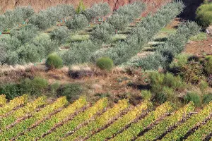 Landsape: France - Landsape in winter in Provence