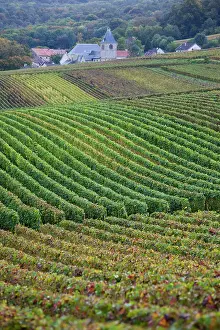 Champagne: France, Marne, Champagne Ardenne, Chigny-les-Roses