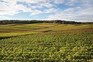 Champagne: France, Marne, Champagne Ardenne, Chigny-les-Roses
