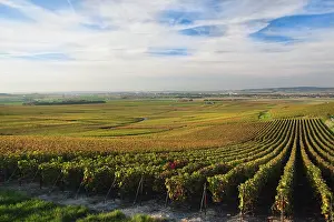 Champagne: France, Marne, Champagne Ardenne, Verzenay
