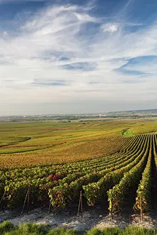 Champagne: France, Marne, Champagne Ardenne, Verzenay