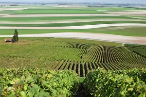 Champagne: France, Marne, Champagne Region, Mont Aime