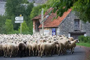 Herding: France, Midi-Pyrenees, Lot Department, Cahors
