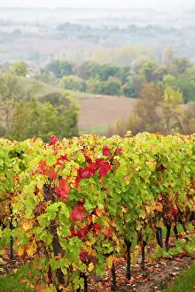 Tarn: France, Midi-Pyrenees Region, Tarn Department