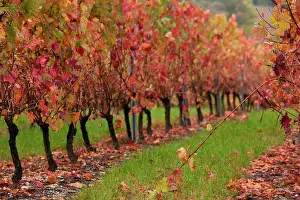 Tarn: France, Midi-Pyrenees Region, Tarn Department