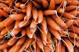 Carrot: France, Moselle, Lorraine Region, Metz