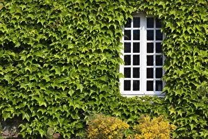 Manche: France, Normandy, St-Germain des Vaux, window
