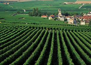Champagne: France, Oger, Marne, Champagne. Vineyards