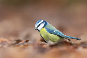 Bleue: France, Pays de la Loire, Sarthe (72), Rouesse Vasse