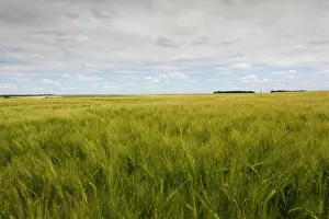 Conflict: France, Picardy, Somme Battlefields, Ovilliers-La