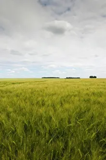 Conflict: France, Picardy, Somme Battlefields, Ovilliers-La