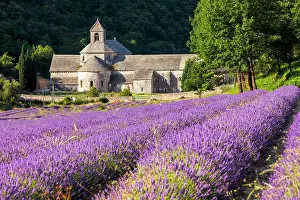 Lavender: France, Provence Alps Cote d'Azur, Haute Provence