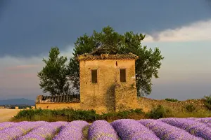 Sault: France, Provence. Field of lavender and