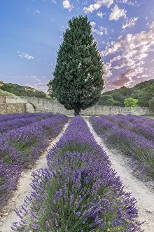 Provence: France, Provence. Lavender field near Gordes